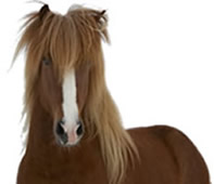 Photo of a horse