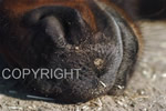 Muzzles