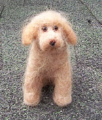 Photo of wool puppy