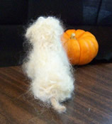 Photo of goldendoodle sheep costume