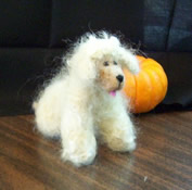 Photo of goldendoodle sheep costume