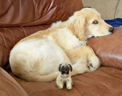 Sizing of the soft wool dogs