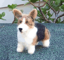 Welsh Pembroke Corgi  soft wool pet