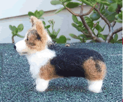 Welsh Pembroke Corgi  soft wool pet