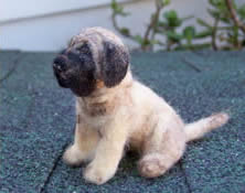 English Mastiff soft wool pet