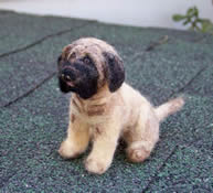 Engliss Mastiff soft wool pet