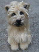 Photo of wool puppy